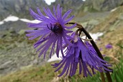 Laghetti di Ponteranica e Monti Ponteranica e Avaro ad anello dai Piani dell’Avaro il 19 giugno 2019 - FOTOGALLERY